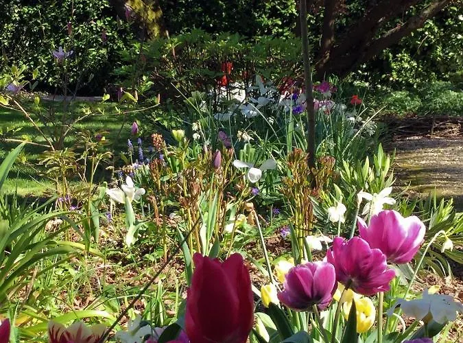 Le Grand Arbre באיו